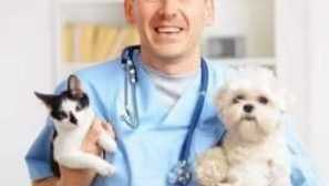 Ako opláchnuť žalúdok psa, mačku v otrave, cudzinec